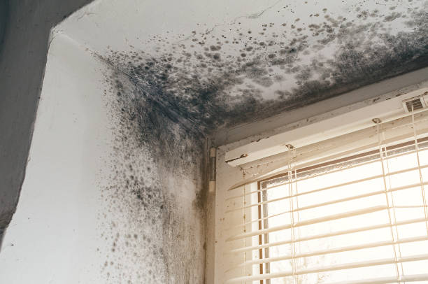 Trusted Basement Mold Remediation service in Franklin Park, NJ - Cheap Mold Removal